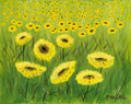 Field of Sunflowers