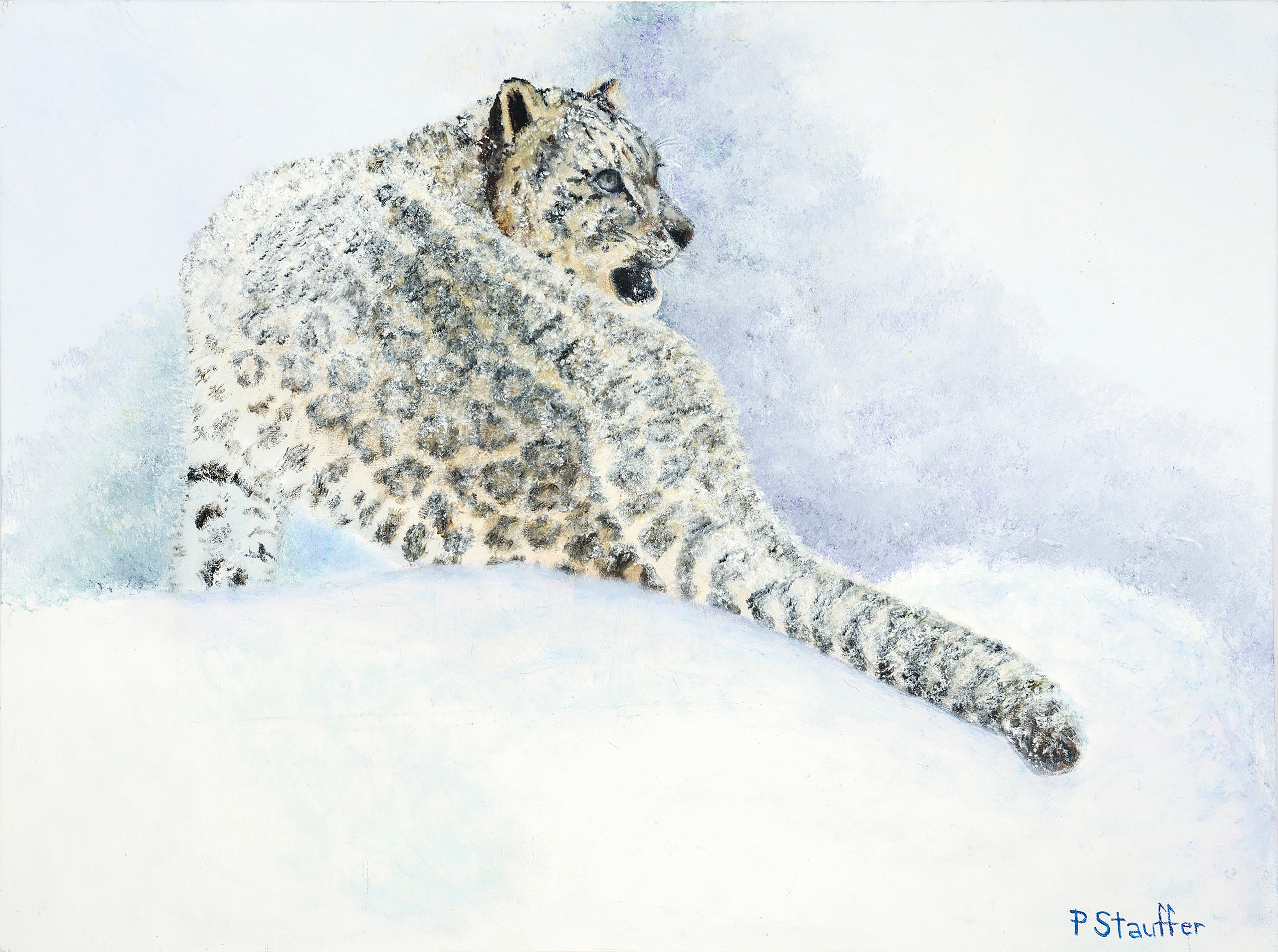 This snow leopard looks apprehensive as he studies his trail for those who hunt him.