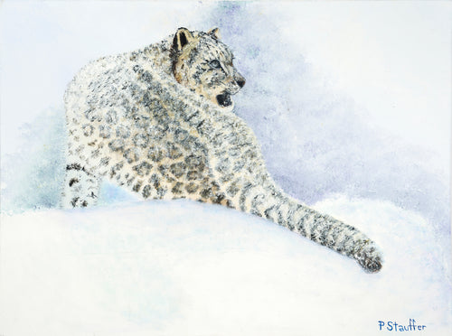 This snow leopard looks apprehensive as he studies his trail for those who hunt him.